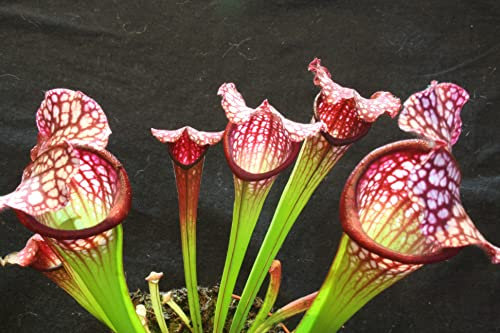 Fleischfressende Pflanze die bunte Schlauchpflanze ''Sarracenia leucophylla'' 10-20cm, Rot, Weiß, Grün