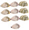 KONTONTY 10 Pièces Coquille à Eau pour Simulation de Palourde Accessoires de Fête Plein Air pour Adultes pour Bain Activités Plage