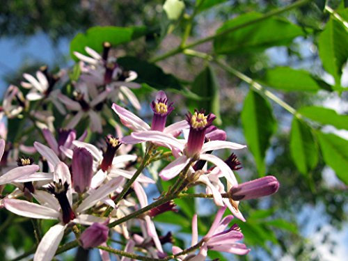 PLAT FIRM Germinazione dei Semi: pianta dell'aeroplano impianto di Ragno chlorophytum comosum Verde pianta dell'Aria