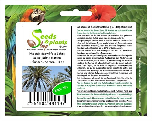 Pezzi - 10x Phoenix Dactylifera Vero Palma da Datteri Giardino Piante - Seme ID423 - Seeds & Plants Shop by Ipsa
