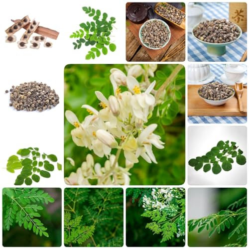 15 pcs moringa samen - heilkräuter ausgefallene geschenke,Moringa oleifera, kräuter samen kleine geschenke wintergemüse saatgut dekopflanzen kräuterbeet deko pflanzen dachbegrünung