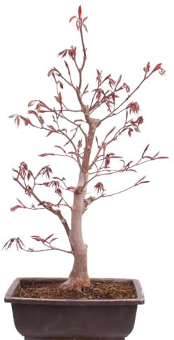 Bonsai - A. palmatum 'Shojo-Nomura', Roter Fächerahorn aus Japan 226/15