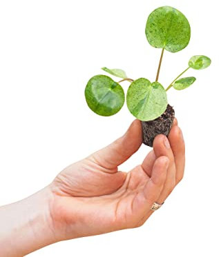 PLNTS - Baby Pilea Peperomioides Mojito® - Zimmerpflanze - Ufopflanze - Echte Pflanzen für Drinnen - 2cm Stecklinge - Höhe 15cm