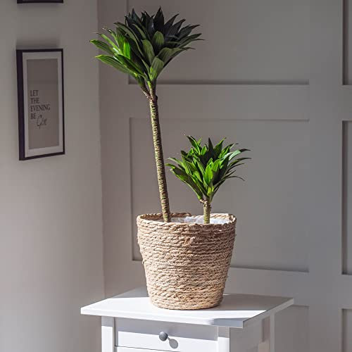Houseplant Dracaena fragrans 'Compacta' Compact Dragon Tree Tender Shrub Easy to Grow Your Own Indoor House Plants 5.5cm Potted Plants By Thompson and Morgan (5.5cm)