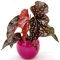POWERS TO FLOWERS - BEGONIA MACULATA BLACK FOREST IN VASO CERAMICA FUCSIA SFERICO, vaso 12cm diametro, pianta vera