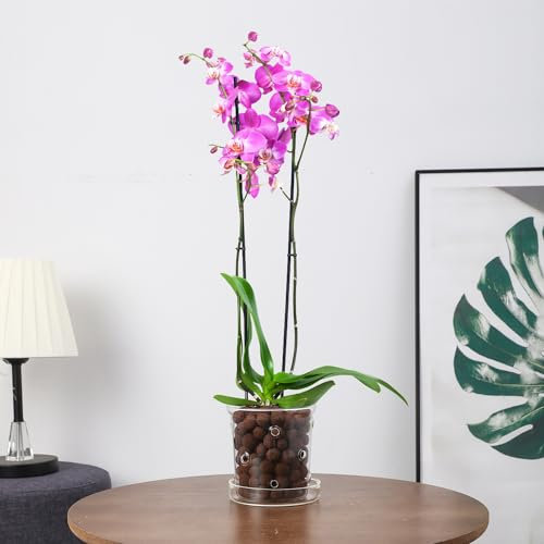 PERFECTOP 4.3inch Glass Orchid Pots with Holes and Saucer, Clear Breathable Orchids Planter with Drainage Holes & Tray,Stylish Flower Pot Planter for Orchids Indoor Outdoor Plants, Home Office Decor