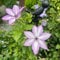 6 pcs clematis winterhart mehrjährig zwiebeln - zwiebeln dachbegrünung bodendecker pflanzen winterhart Clematis florida, deko pflanzen topfpflanzen draußen winterhart Hydrokultur balkon