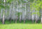 wandmotiv24 Fototapete Frühlings-Birkenhain, XL 350 x 245 cm - 7 Teile, Wanddeko, Wandbild, Wandtapete, Birken-wald, Natur, Grün M0872