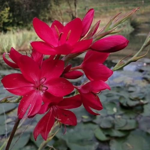 Plant World Seeds - Schizostylis Coccinea 'Lipstick' Seeds (Perennial Flower Seeds)