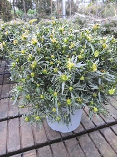 Japanische Azalee StarStyle ® pink - Rhododendron obtusum ® pink - immergrün 30-40