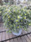 Japanische Azalee StarStyle ® pink - Rhododendron obtusum ® pink - immergrün 30-40