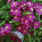 Clematis zwiebeln,winterhart mehrjährig,clematis onion,clematis viticella,clematis waldrebe,clematis winterhart mehrjährig immergrün,clematis pflanzen,clematis große blüten.-8zwiebeln-F