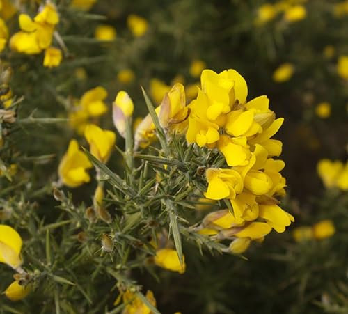 Neue, frische 90 Stück Ginster Ulex Blumensamen