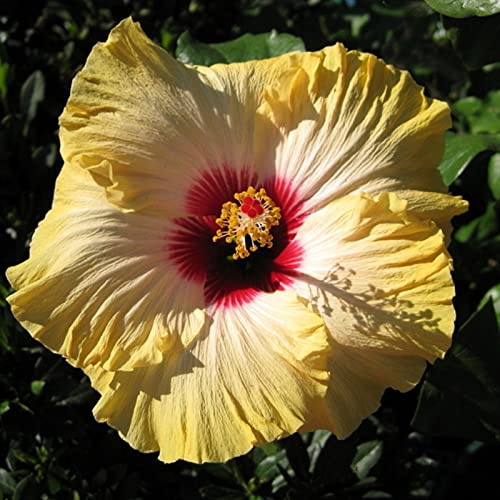 Hibiscus, Pflegeleicht, Großformat, Perfekte Geschenkidee, Lange Blütezeit, Große Bunte, Winterhart, Einfach Anzubauen. -1zwiebeln-f