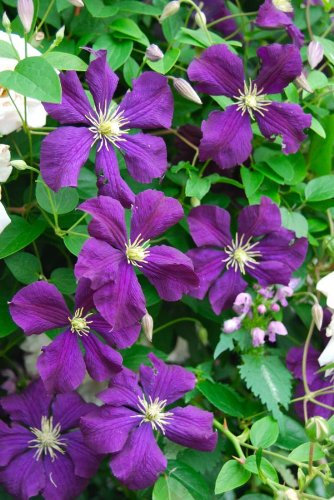 Clematis Viticella Purple Seeds - Huge Flowers, Beautiful Vine