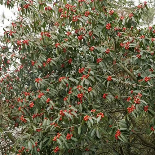 stechpalme samen dekopflanzen balkongarten garten geschenke für männer, steingartenpflanzen winterhart bonsai baum büropflanzen balkonpflanzen winterhart heckenpflanzen winterhart, 300pcs