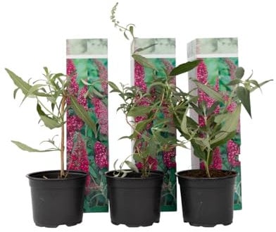Plant in a Box - Buddleja Rosa - Set de 3 - Butterfly Bush Winter Hardy for Garden - Maceta 9cm - Altura 25-40cm