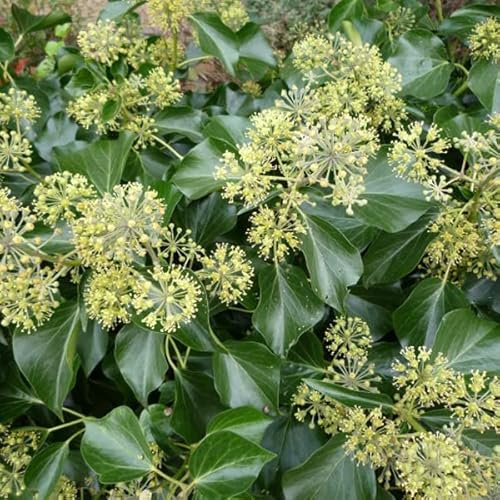 3 x Hedera Colchica 'Arborescens'- Strauch-Efeu 'Arborescens' 30-40 cm im Container