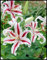 Orientalische Lilien Kollektion (2-6Pflanzen/Zwiebeln) Mix Von 3 Sorten Für Garten,3 Von Jeder Farbe,Lilien Zwiebeln Winterhart Mehrjährig,Garten Lilien Pflanzen (6Zwiebeln,C)