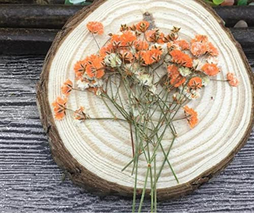 Getrocknete gepresste Blumen, 60 Stück 5–10 cm getrocknete gepresste absorbierte Gypsophila-Blumen Pflanze Herbarium for Schmuck Fotorahmen Lesezeichen Handwerk DIY-Rot(Orange)