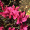 Japanische Azalee Maruschka® 40-50cm - Rhododendron obtusum - Zwerg Alpenrose