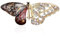 Ericetion Elegante Strass-Schmetterlingsbrosche - Kristall-Insekten-Brosche für Frauen & Mädchen