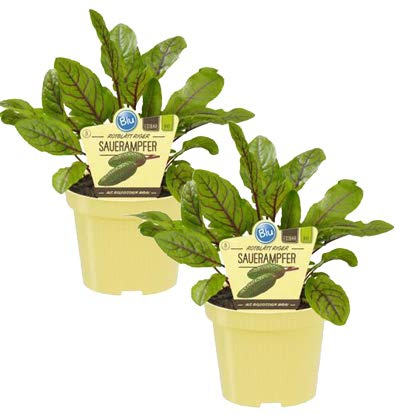 Bio Sauerampfer rotblättrig (Rumex sanguineus), Kräuter Pflanzen aus nachhaltigem Anbau, (2 Pflanzen im Set)