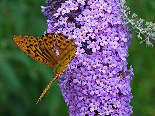 1 PIANTA di BUDDLEJA Blue Chip Vaso da 18CM Caducifoglia