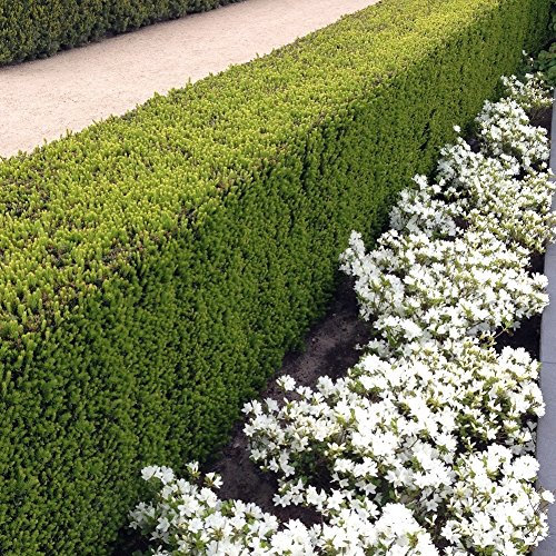 10 x Taxus media 'Hillii' (Gehölz/Winterhart/Mehrjährig/Heckenpflanze/Immergrün) Becher-Eibe - Der perfekte Sichtschutz mit edlem Charme - Macht keine Beeren - von Stauden Gänge