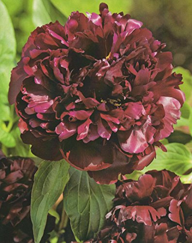 Pfingstrose Monsieur Martin Cahuzac Paeonia Lactiflora 1 Wurzelstück mit Augen Rarität