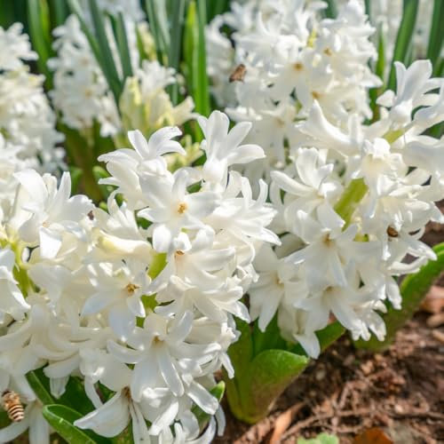 Hyazinthen Zwiebeln garten hochzeitsstrauß Hyazinthenknolle traubenhyazinthe stauden winterhart mehrjährig balkongarten dauerblüher blumenzwiebel Winterharte Hyazinthe seltene 9pcs