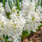 Hyazinthen Zwiebeln garten hochzeitsstrauß Hyazinthenknolle traubenhyazinthe stauden winterhart mehrjährig balkongarten dauerblüher blumenzwiebel Winterharte Hyazinthe seltene 9pcs