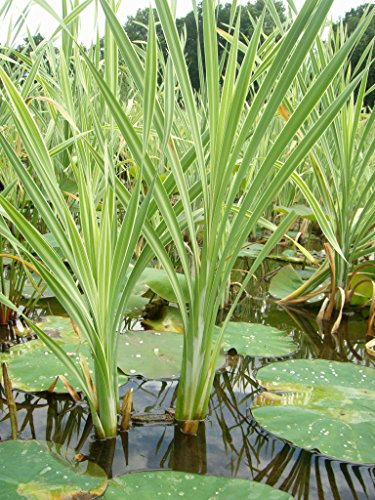 Mühlan - Pflanzenset für kleine Teiche Zwergseerose, Schwimmpflanzen, Wasserpflanzen, Sumpfpflanzen