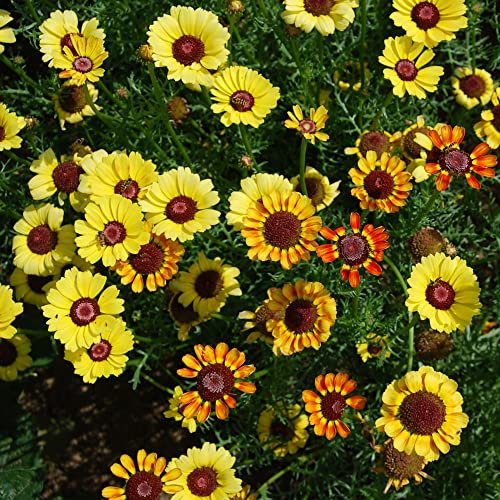 Chrysanthemum Seeds UK 'Sunset' Chrysanthemums carinatum Ismelia carinata Hardy Annual Easy to Grow Your Own Outdoor Garden Flower Plants (Approx. 200 Seeds) by Thompson and Morgan