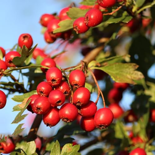 100 Pcs Weißdorn Pflanze Samen - Pflanzen Anzucht, Grünpflanzen Zimmerpflanzen (Crataegus Pinnatifida) Obstbaum, Obst Samen, Steingartenpflanzen Winterhart Seltene Pflanzen, Pflanzen