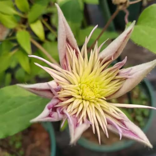 Clematis winterhart mehrjährig,Dekorative,seltene,Clematis,Schnittblumen,Schnelles Wachstum-mit Auffälligen Blüten.-8Rhizome-G
