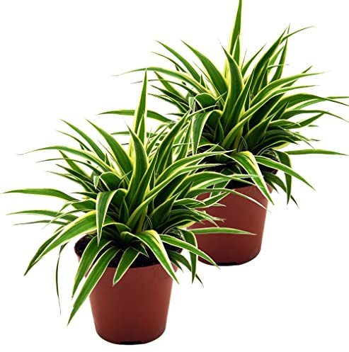 Grünlilie, (Chlorophytum comosum), luftreinigende Zimmer und Büropflanze, (2 Pflanzen je im 12cm Topf, Sorte: Ocean)