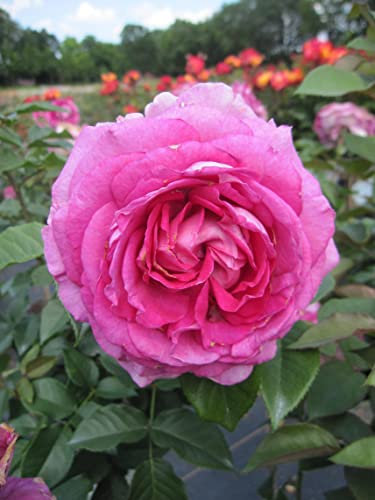 Rosa Fräulein Maria ® - Hochstammrose - Parfuma Rose - Kordes Rose - ADR Rose