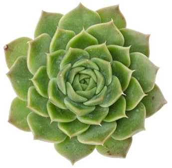 Echeveria Agavoides Miranda Planta Suculenta Natural en Maceta de 5cm para Interior y Exterior