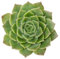 Echeveria Agavoides Miranda Planta Suculenta Natural en Maceta de 5cm para Interior y Exterior