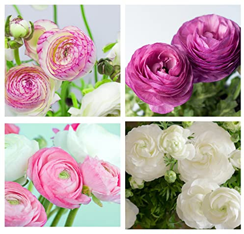 Oliwier's Bulbs 40 x Ranunculus Pastel Mix Beautiful Spring Summer Flowering Bulbs Persian Buttercup Aviv Cut Flowers Hardy Garden Perennial Ready to Plant Corms Size 5/6