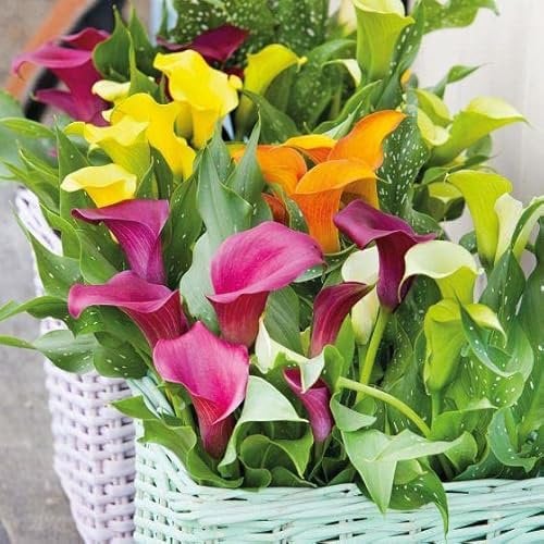 Blue Magic Design 5 Mixed Colour Calla Lily Lilies Perennial Gardening Summer Flower Bulb Corm