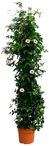 Jazmin Planta Natural en distintos tamaños - Jasminoide Piramidal y en tutor - Planta de exterior - Planta Natural - Planta Viva (Piramidal)