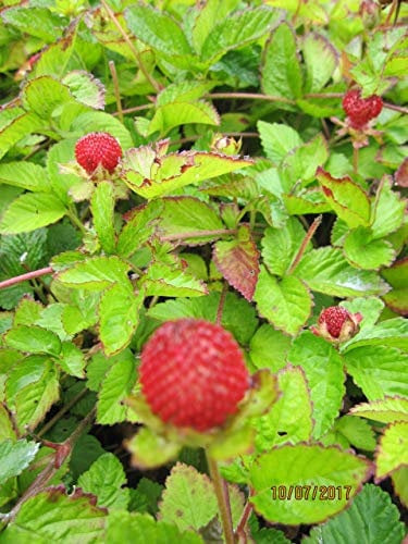 Duchesnea indica - Indische Schein-Erdbeere Stückzahl Rabatt Einzelpreis