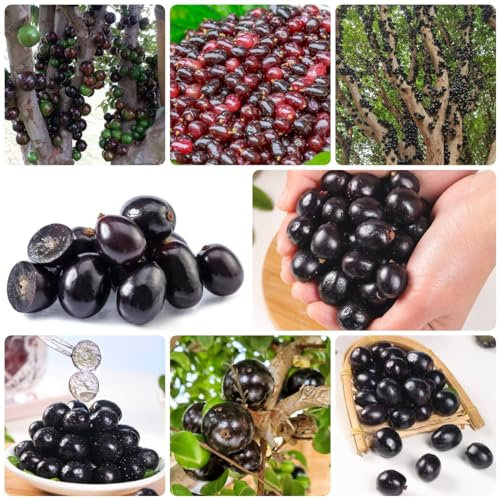 50 Pcs Jabuticaba Samen - Brasilianischen Fruchtsamen - Winterharte Balkonpflanzen, Pflanzen Züchten, Plinia Cauliflora, Gartenpflanzen Winterhart Mehrjährig, Bonsaibaum Winterfeste