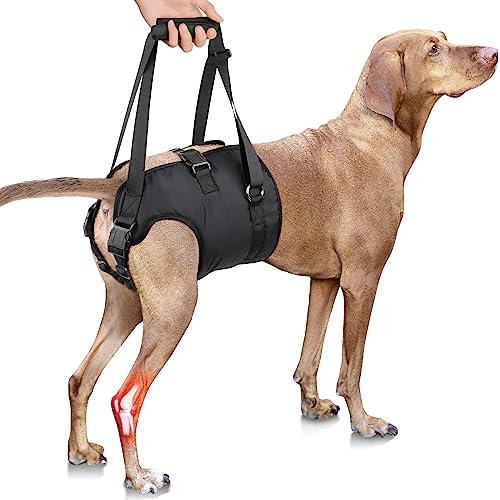 PZRLit Tragehilfe Hund Treppe, Verstellbare Gehhilfe, Tragegurt Hinten, Tragegeschirr, Tasche für Ältere Hunde - Assistenzweste bei Hüft- und Hinterbeine Verletzungen - XL