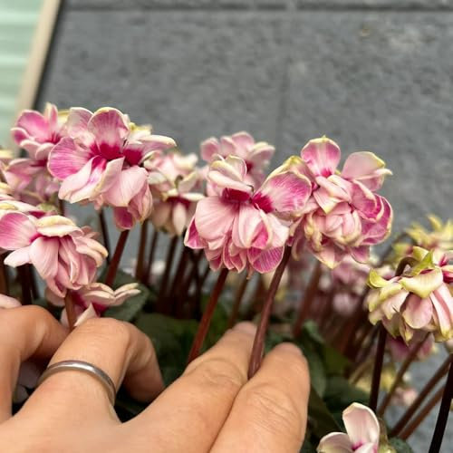 ciclamino ciclamino semi di piante resistenti piante aromatiche, fiori selvatici, fiori da balcone semi di ciclamino aiuola di semi, piante esotiche resistenti fiori da giardino, semi 40pcs