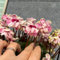ciclamino ciclamino semi di piante resistenti piante aromatiche, fiori selvatici, fiori da balcone semi di ciclamino aiuola di semi, piante esotiche resistenti fiori da giardino, semi 40pcs