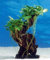 Dennerle-Plants Urwaldbaum Mbuna MITTEL mit Anubia Nana