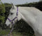 Rhinegold Carnival Headcollar & Rope Karnevals-Halfter und Seil, Violett Check, Kaltblut/Warmblut extragroß